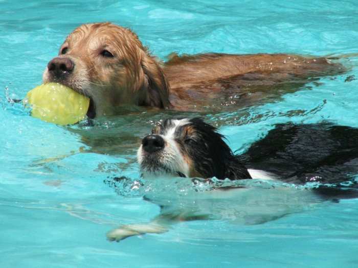 Some dogs just love to swim!