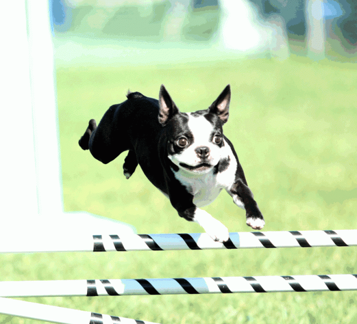 Boston terrier doing agility at K9 Athletes, Lebanon Indiana, October 2009