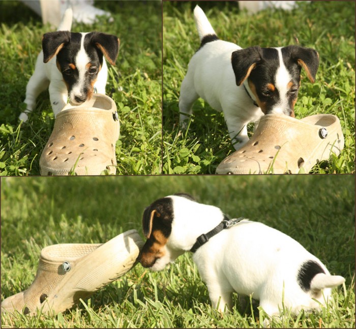 This puppy had a good time with my old croc. Dontcha just love puppies?
