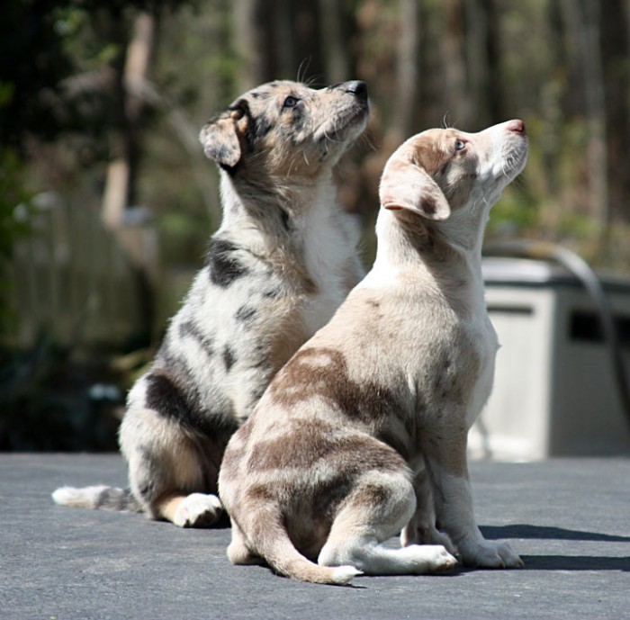 Two mixed Aussie pups gazing adoringly at their human caretaker