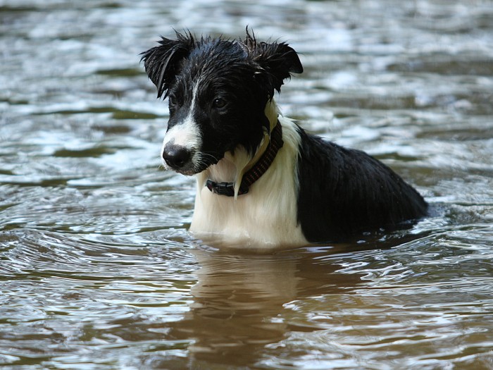 Border collie Cash enjoys the cool water while observing the other dogs' antics