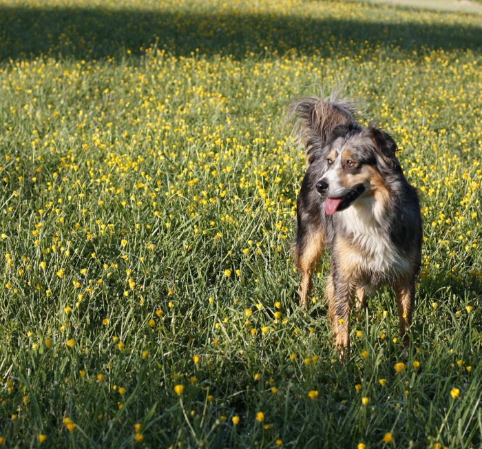 Genie in the buttercups, May 2011