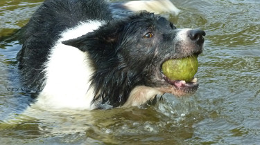 Border collie, river, tennis ball -- this is the life!