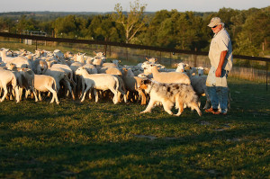 Aussie learning how to herd.