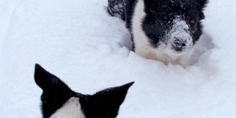Two border collies in deep snow